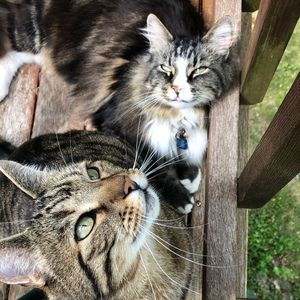 Meet your Posher, Susannah